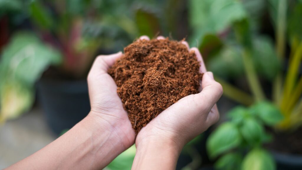 Farmer hand holding coconut coir dust and coconut fiber. Coconut fluff