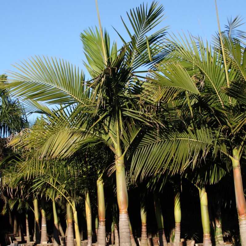 King Palm