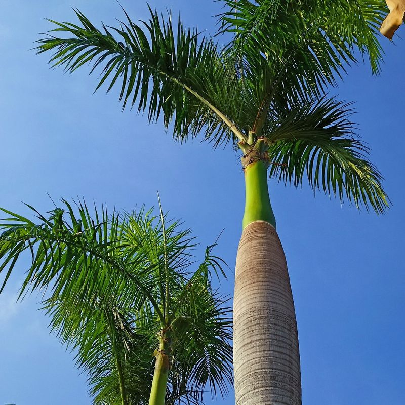 Royal Palm