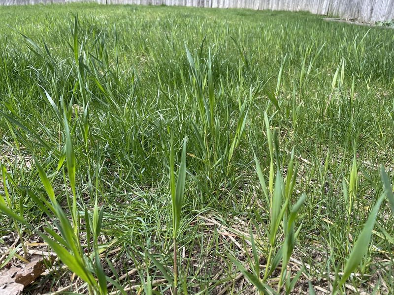 Reed Canary Grass