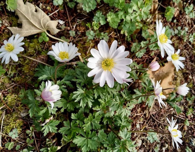 Anemone Blanda