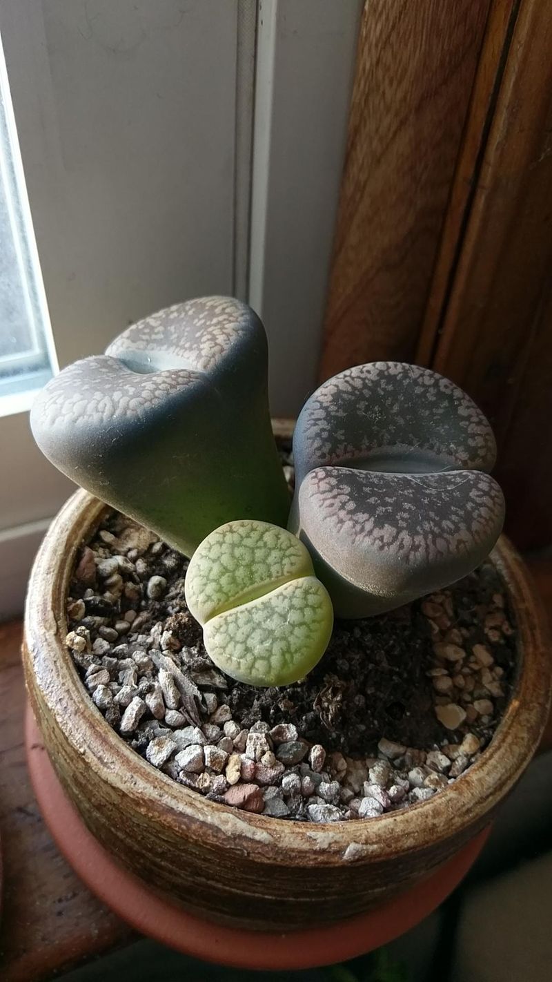 Lithops