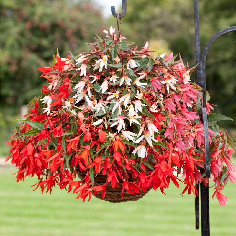 Begonias and Fuchsia