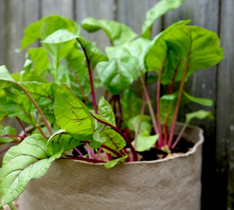 Beet Greens