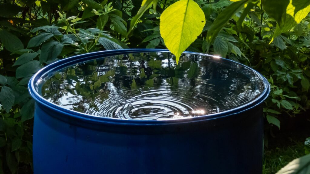 rainwater