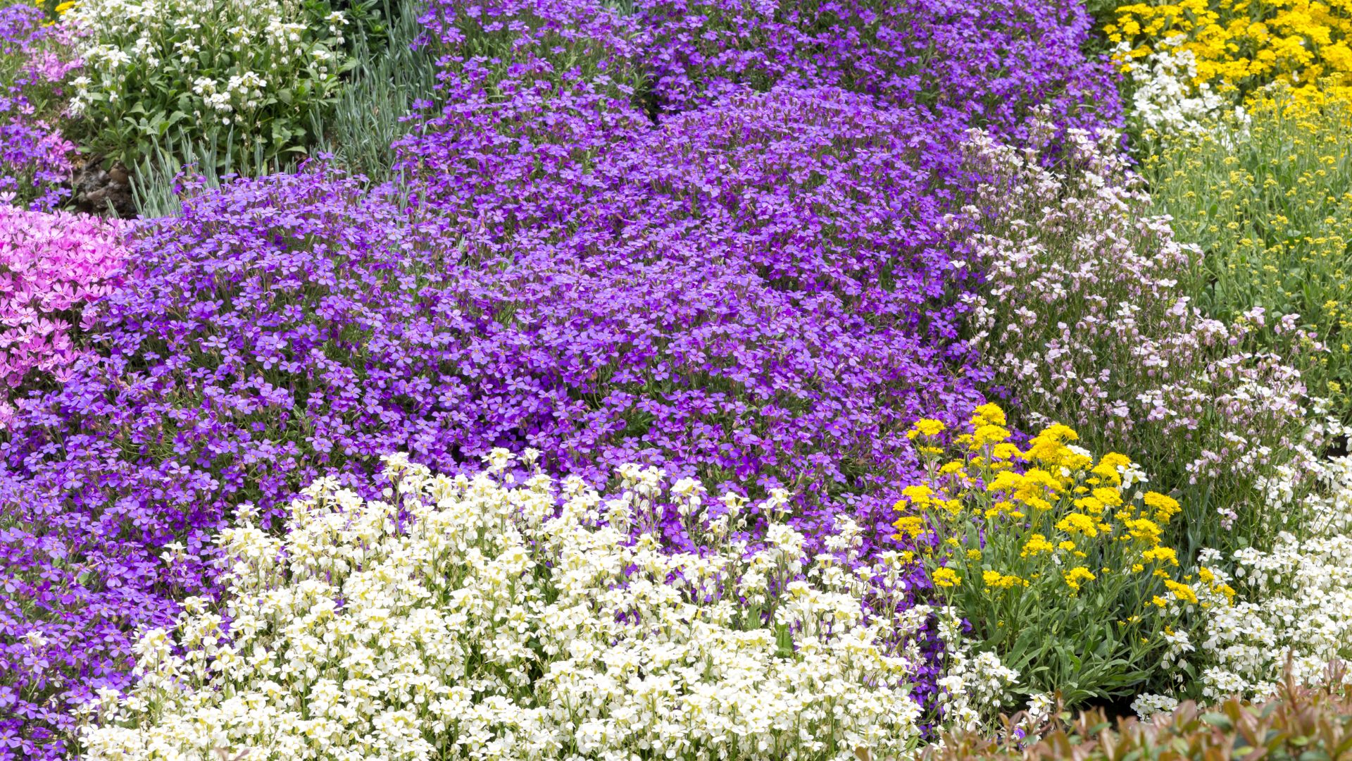 colorful ground covers