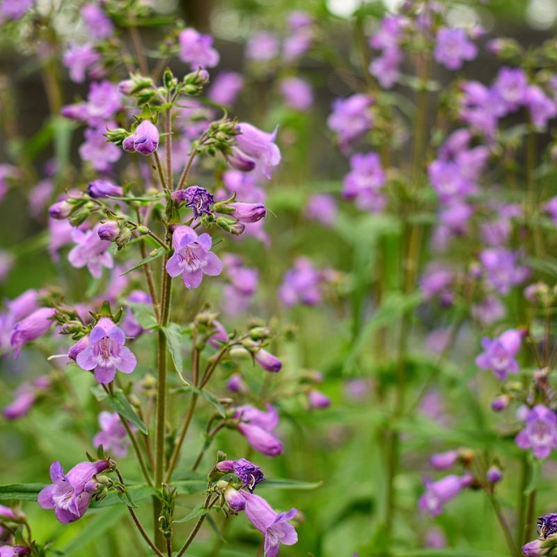 Penstemon