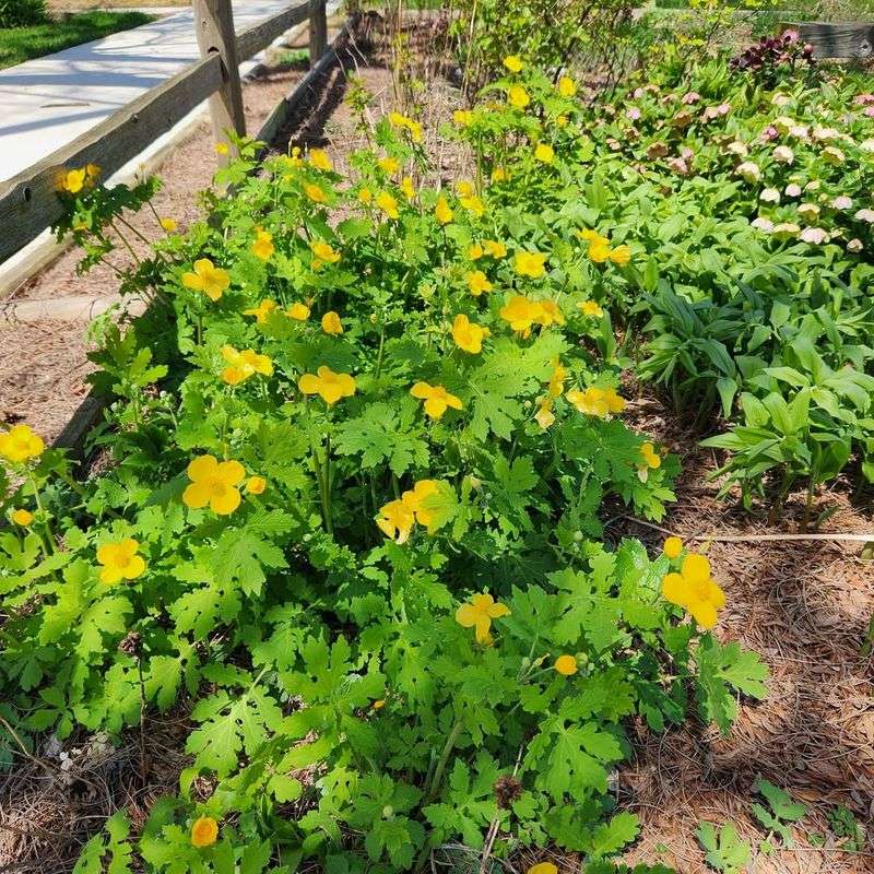 Celandine Poppy