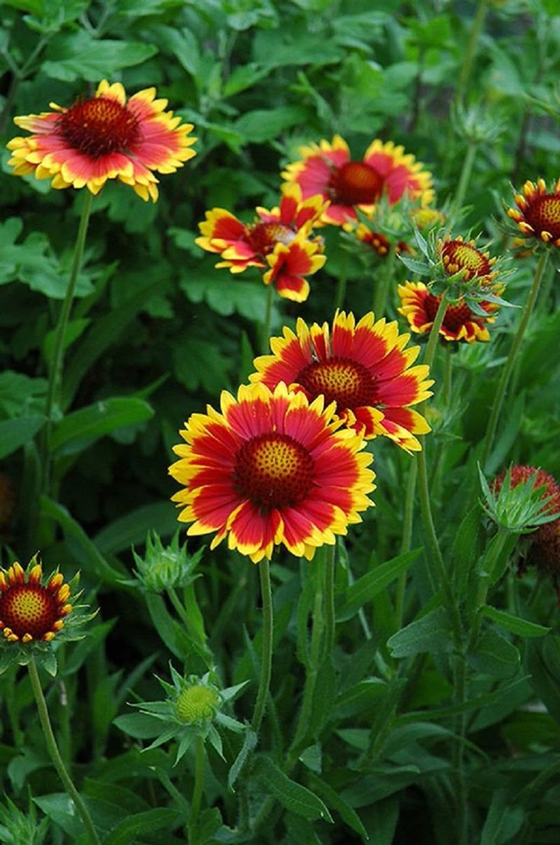 Gaillardia