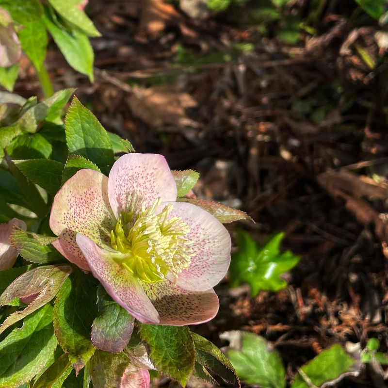 Hellebore (Lenten Rose)