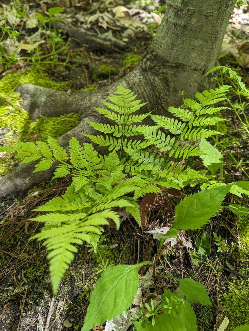 Ferns