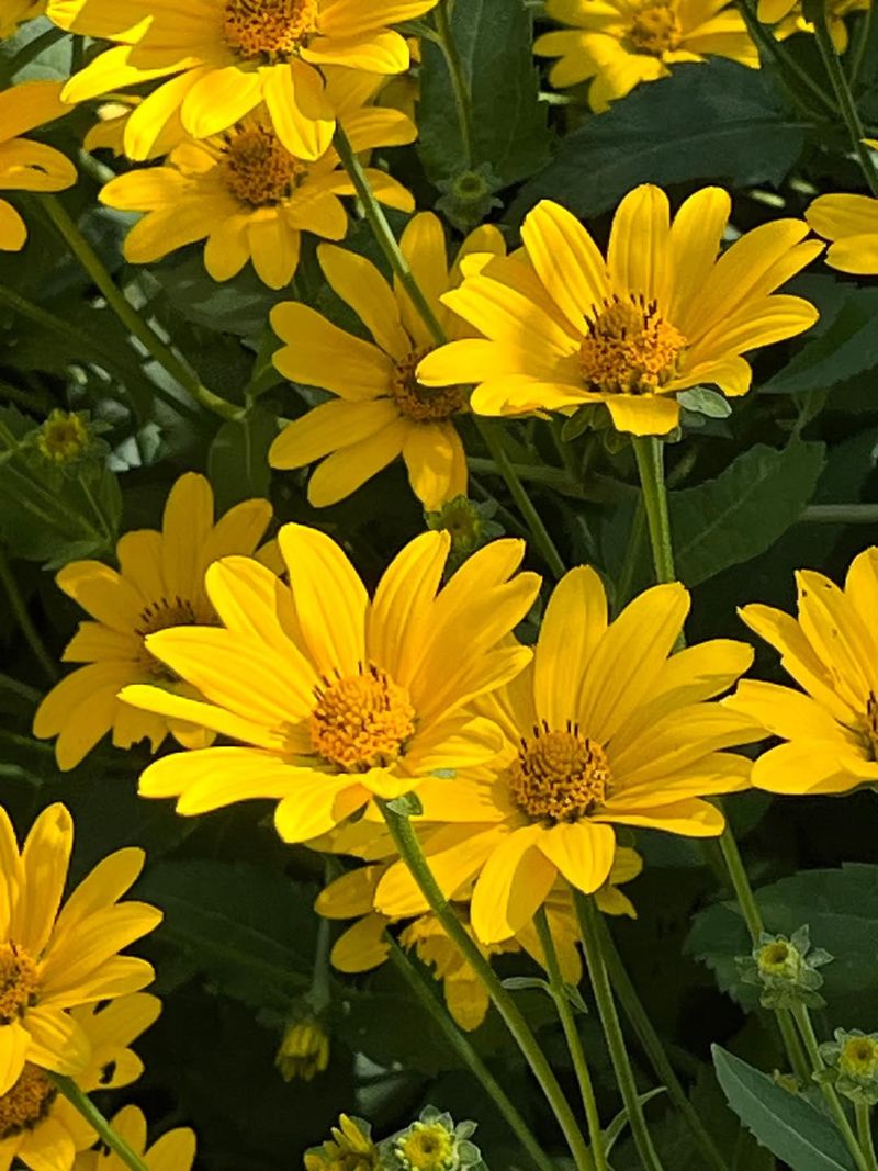 Oxeye Daisy