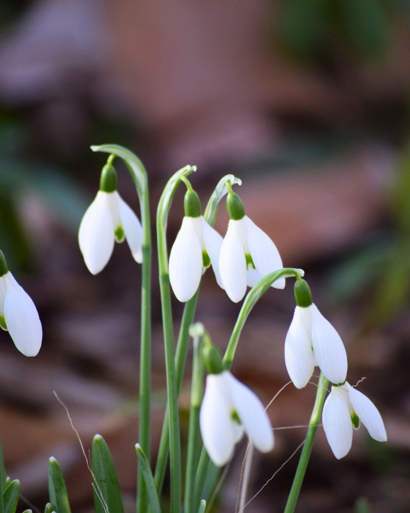 Snowdrop (Galanthus nivalis)