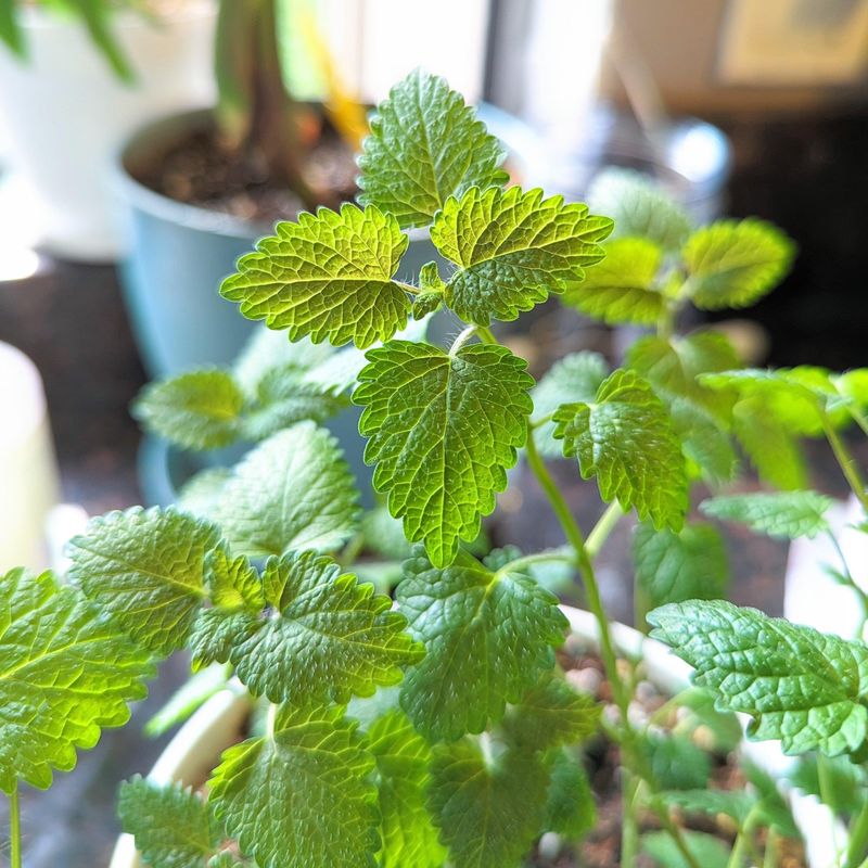 Lemon Balm