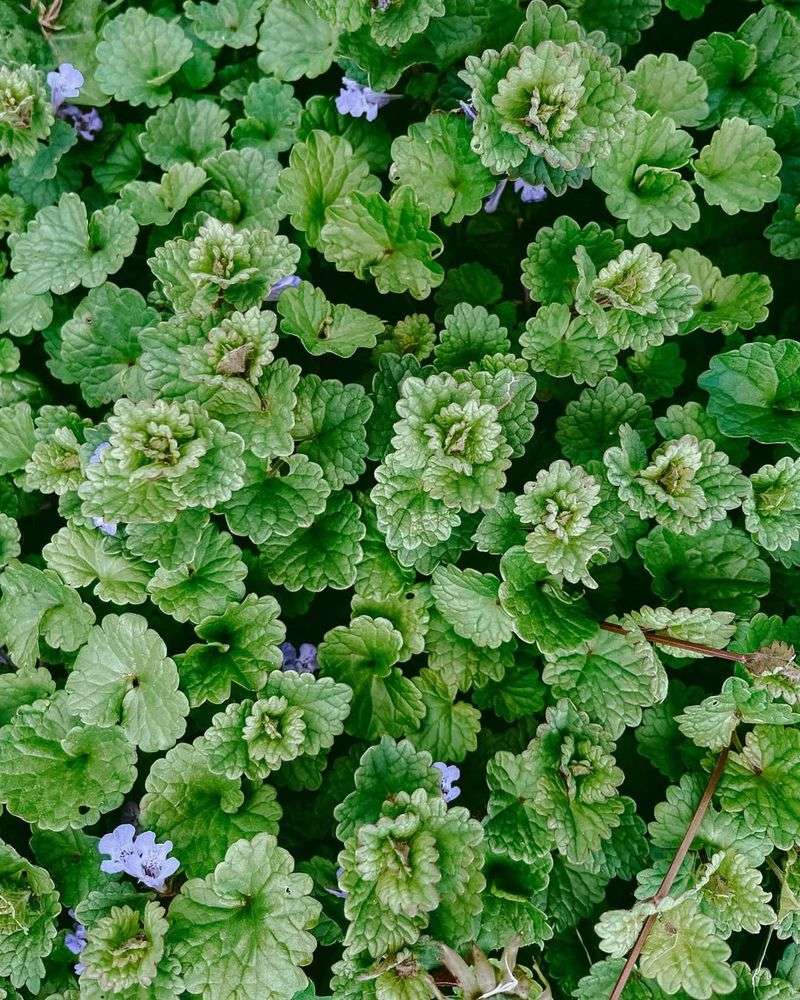 Ground Ivy (Glechoma hederacea) – The Wild Anti-Inflammatory
