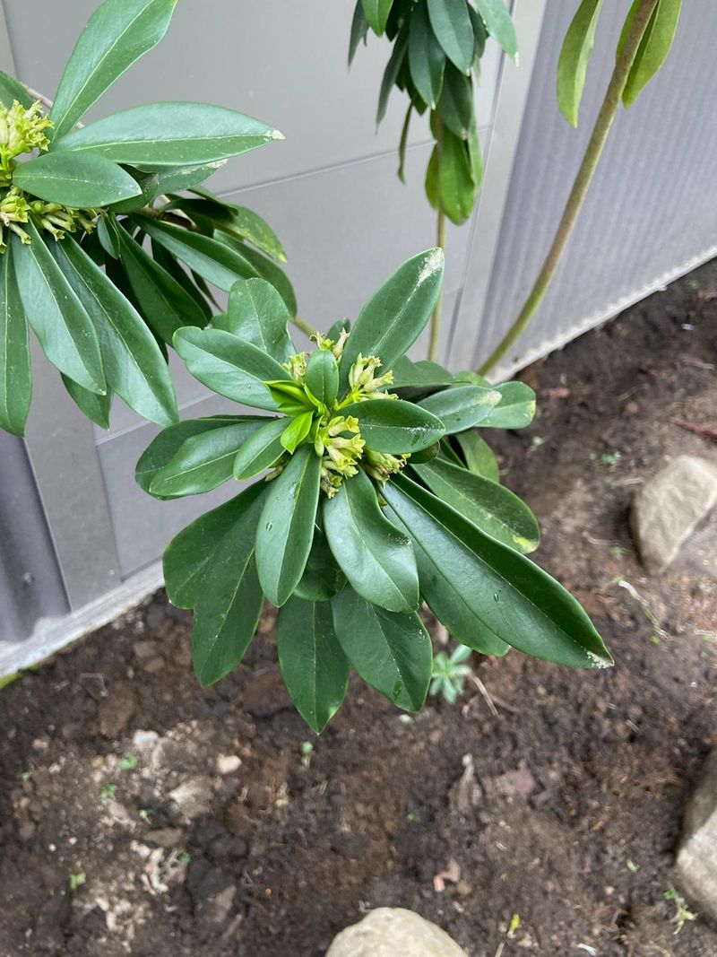 Spurge Laurel