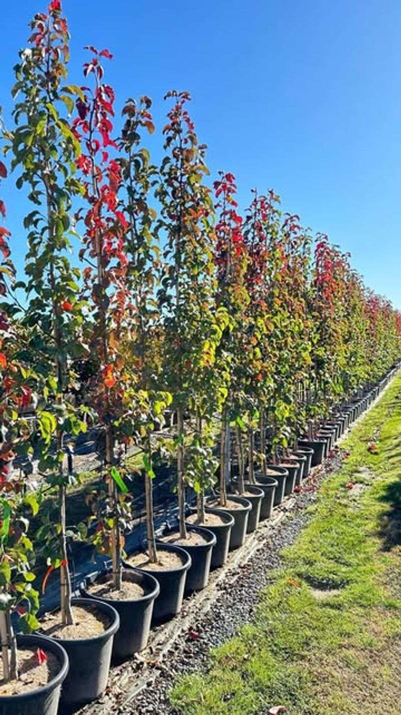 Can You Grow Pear Trees in Pots?