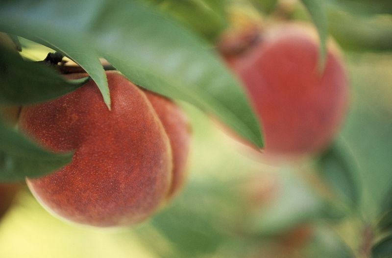 Protecting Your Peach Tree From Pests And Diseases