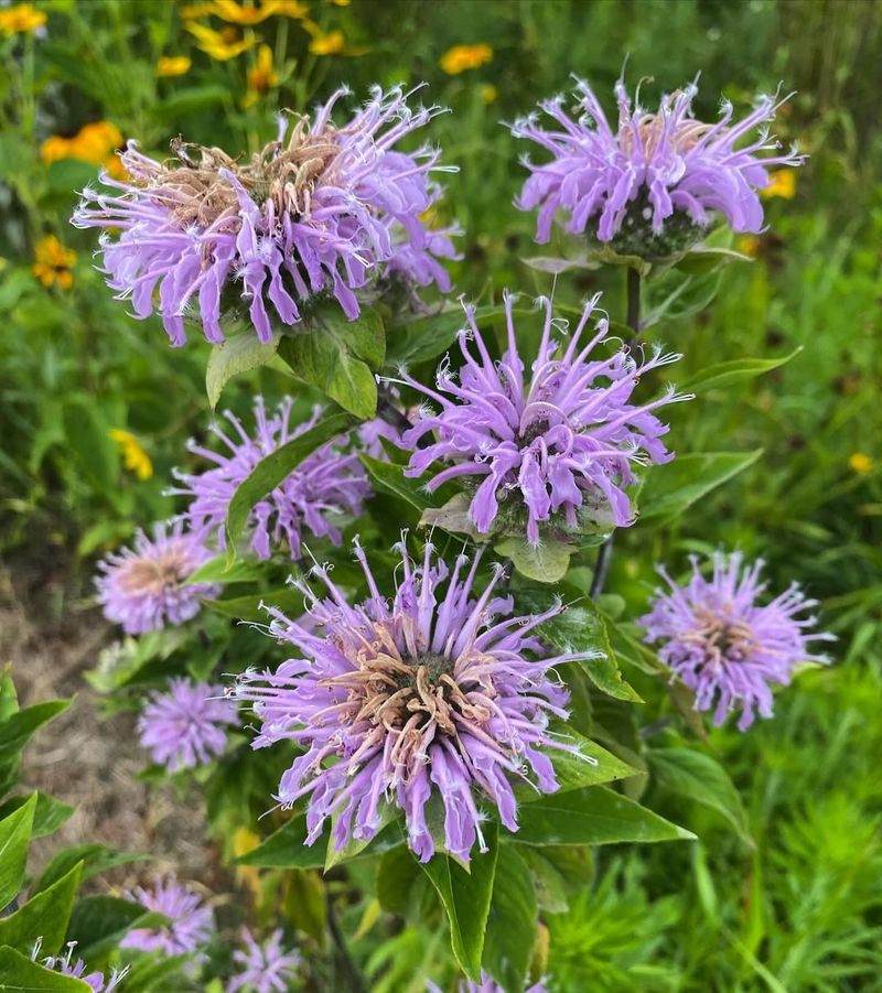 Wild Bergamot: A Pollinator-Friendly Alternative