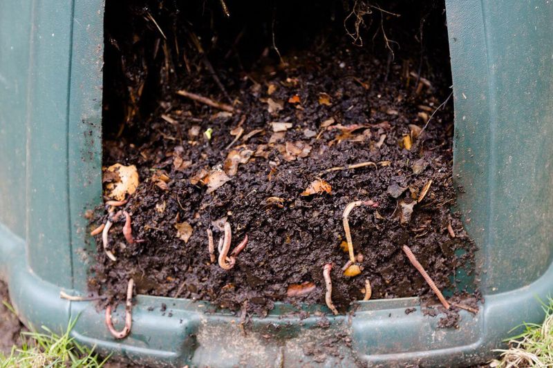 Start a Worm Composting System