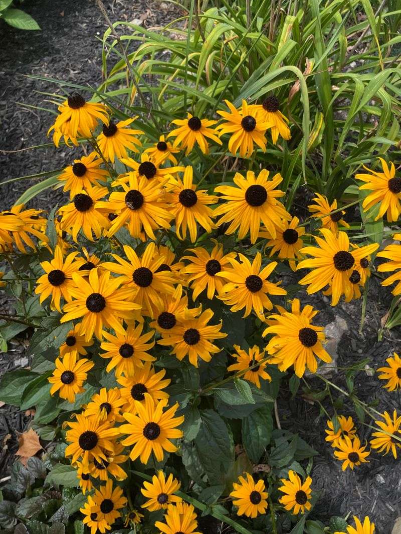 Black-Eyed Susan