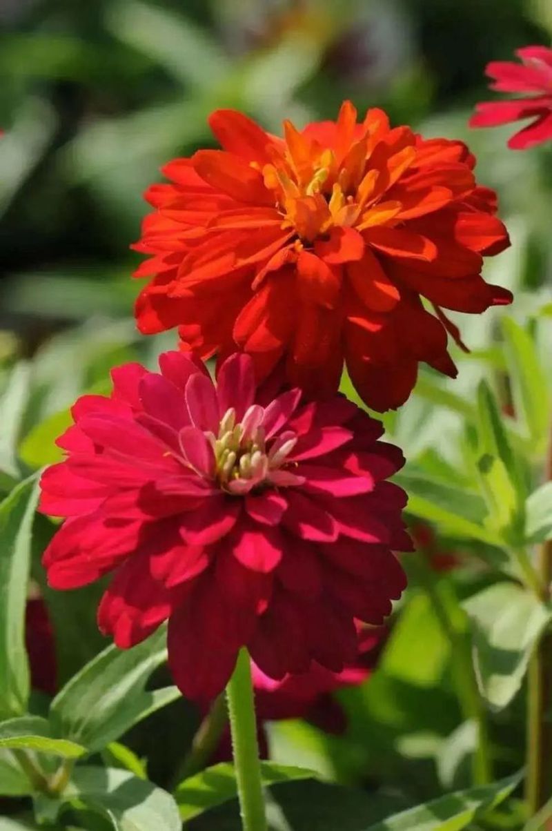 Zinnia