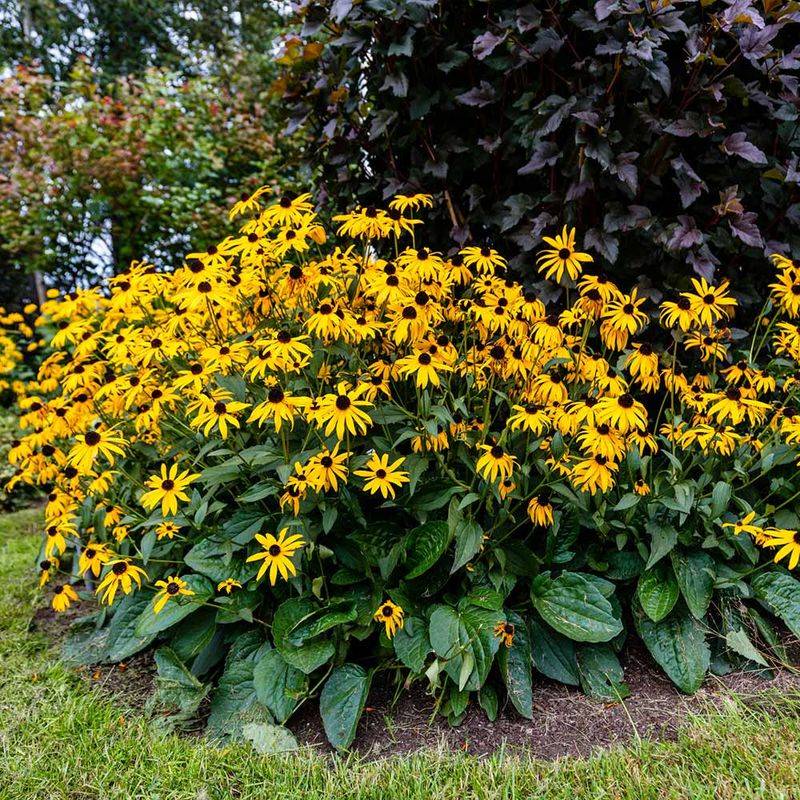 Black-eyed Susan