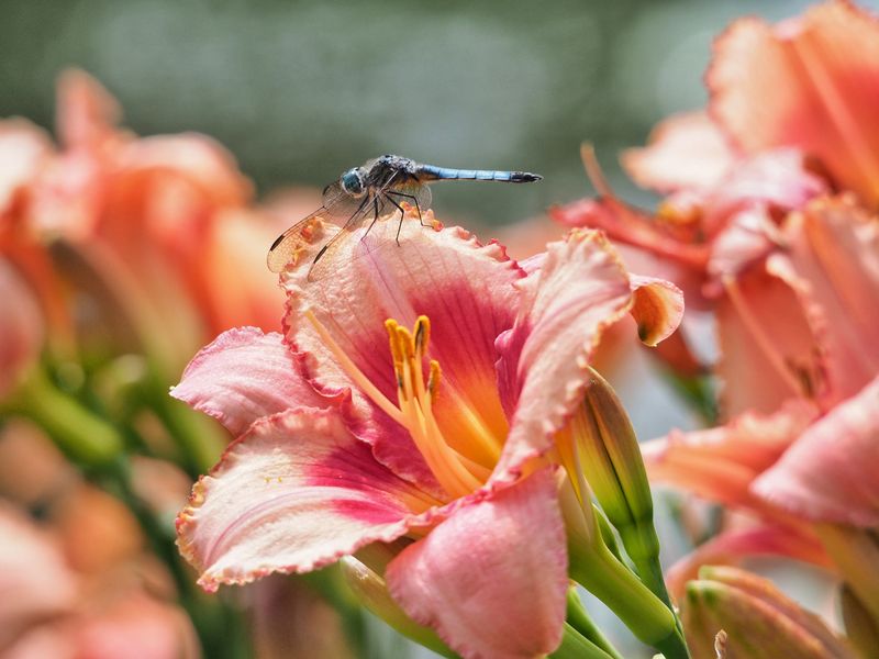 Daylilies