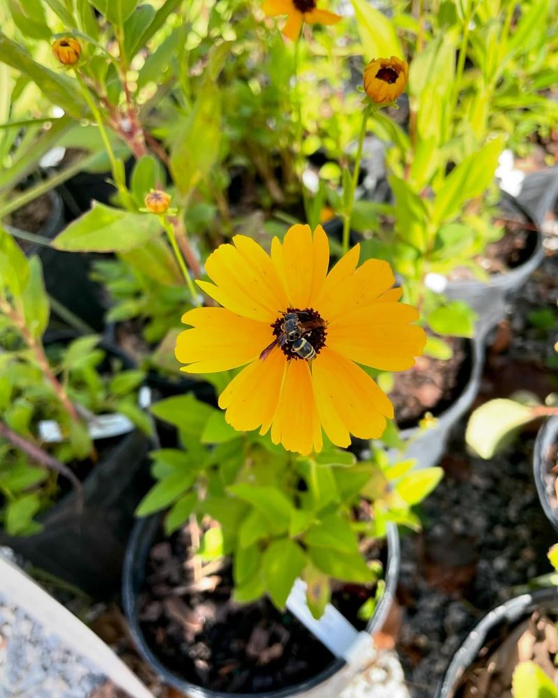 Coreopsis