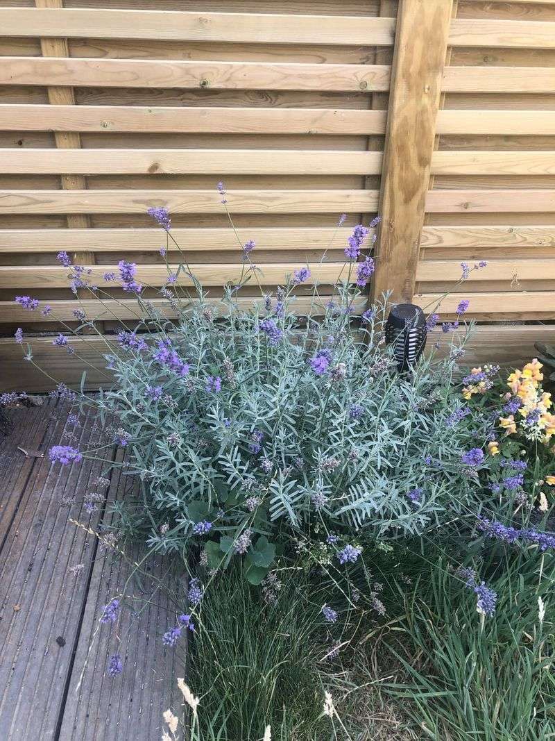 Lavender (Lavandula)