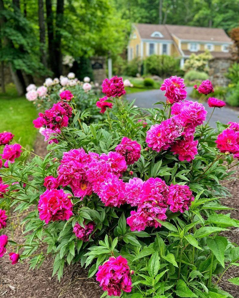 Peony (Paeonia spp.)