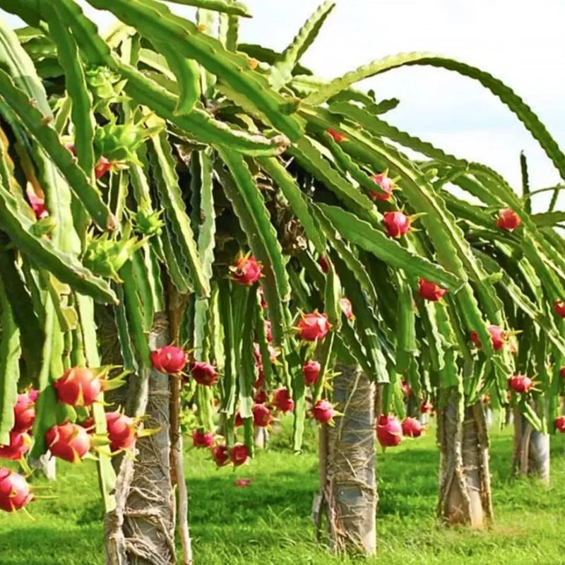 Incorporating Dragon Fruit in Landscaping