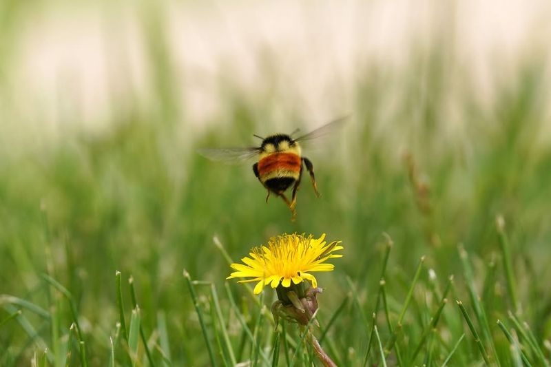 Wildlife Foraging