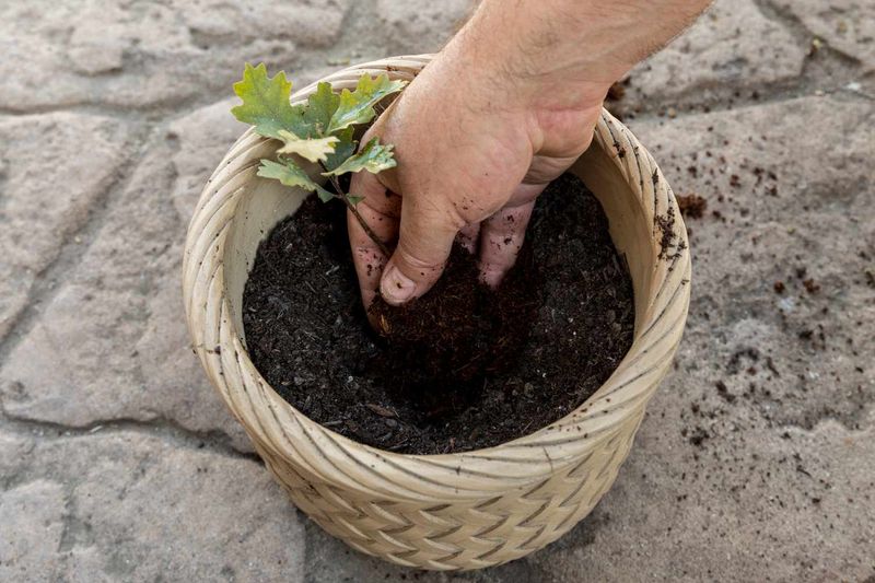 Fertilize with organic compost