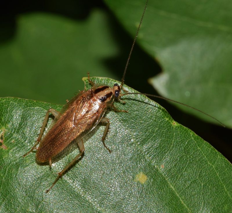 Repel Pests Like Ants and Cockroaches