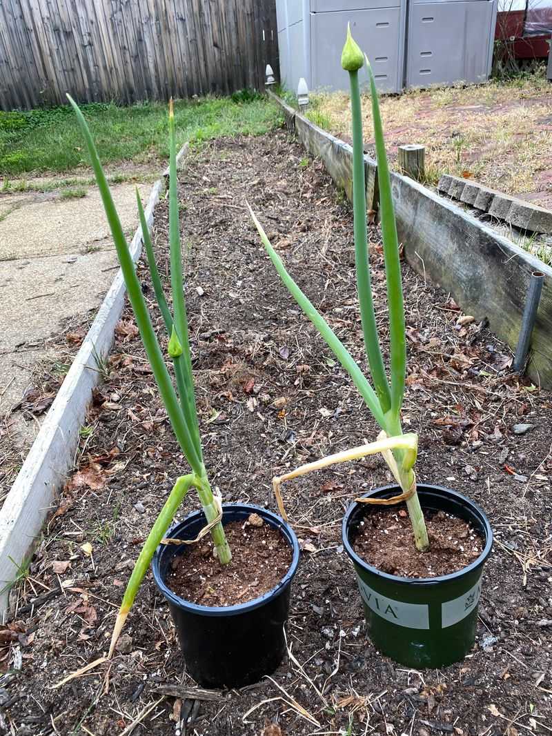 Prune Leaves Carefully