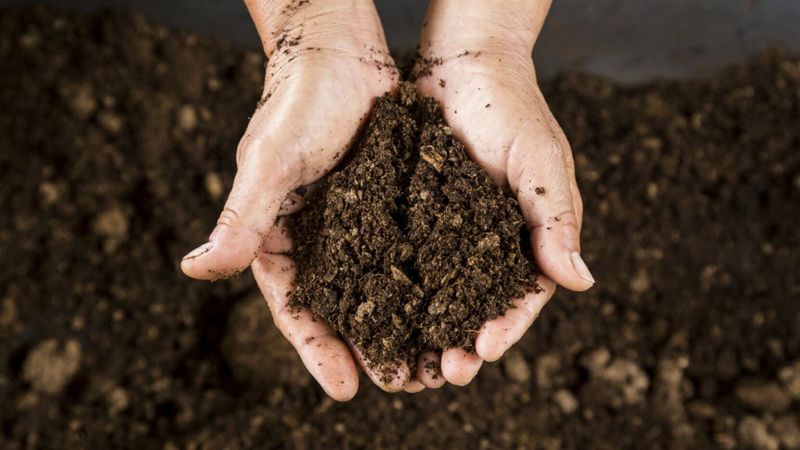 Detoxify Soil Contaminants