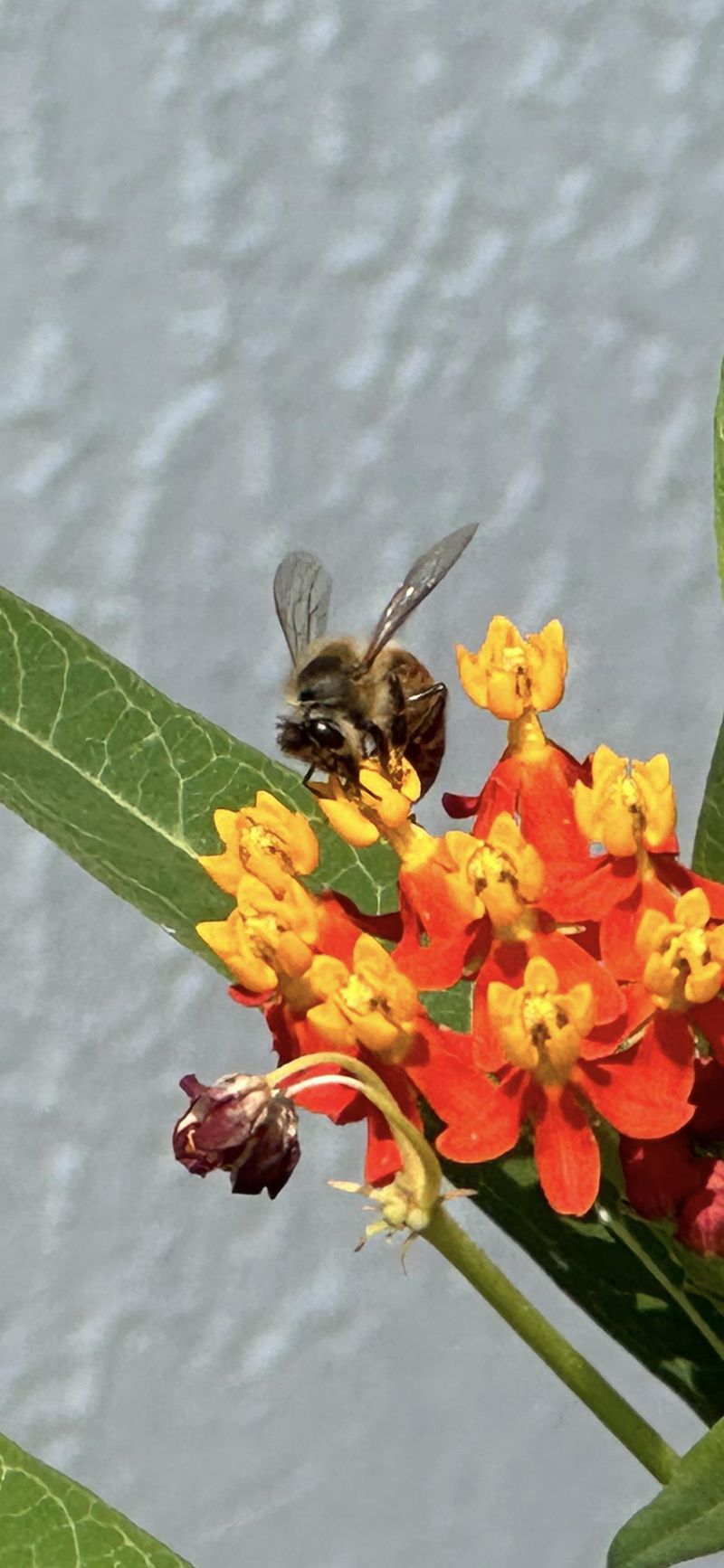 Encourage Pollinators