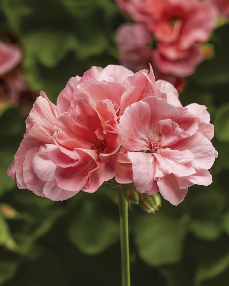 Salmon Geranium