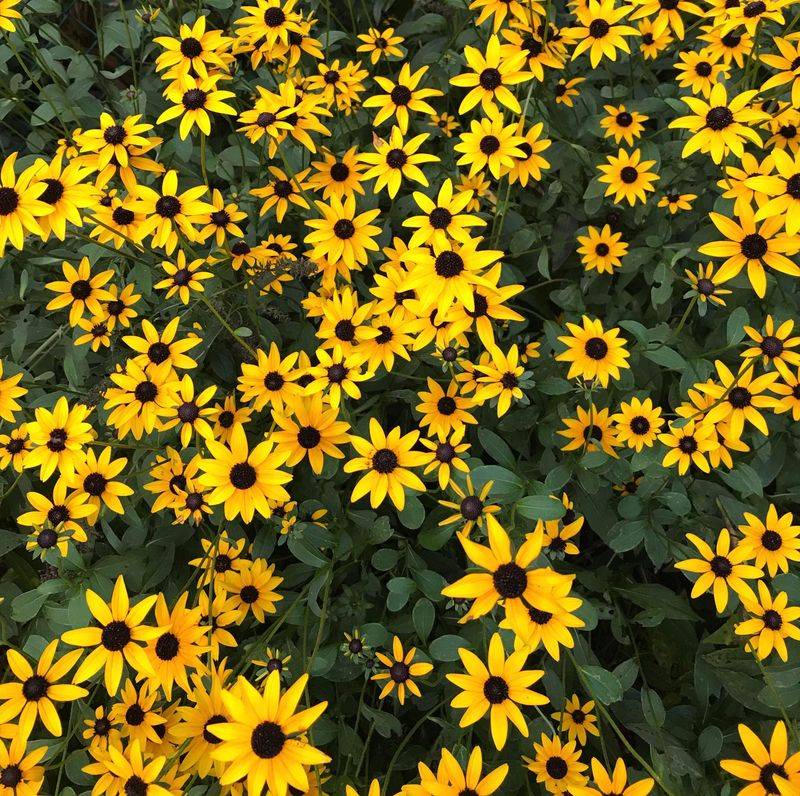 Golden-Yellow Black-Eyed Susans