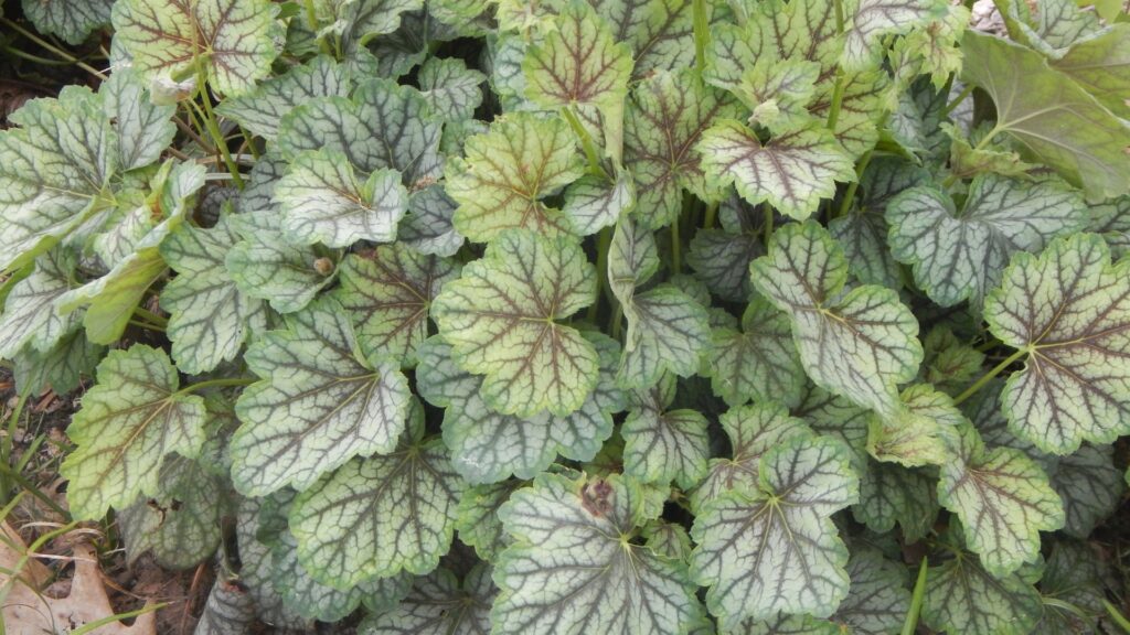 coral bells