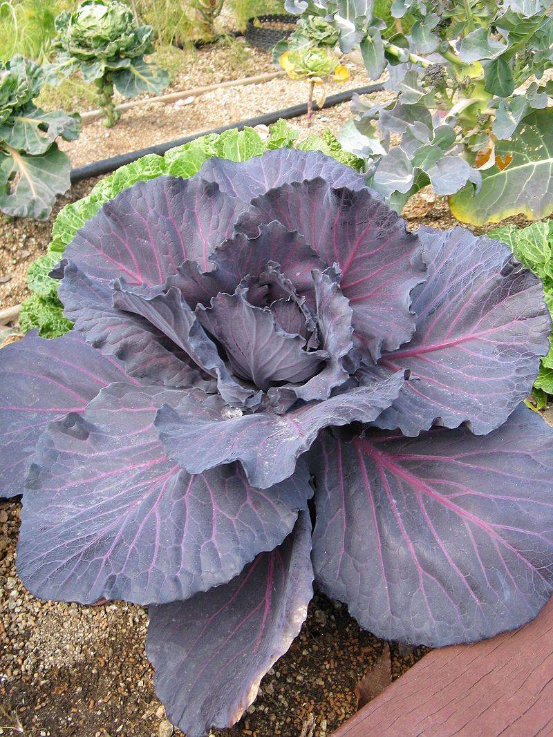 Red-leafed Cabbage