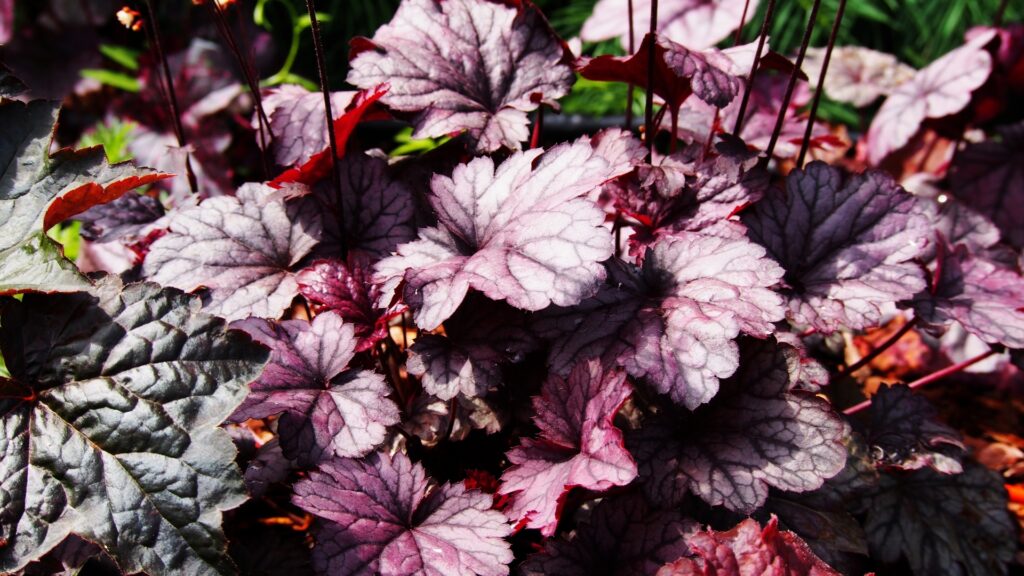 coral bells