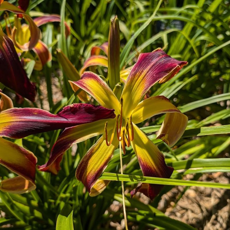 Daylily