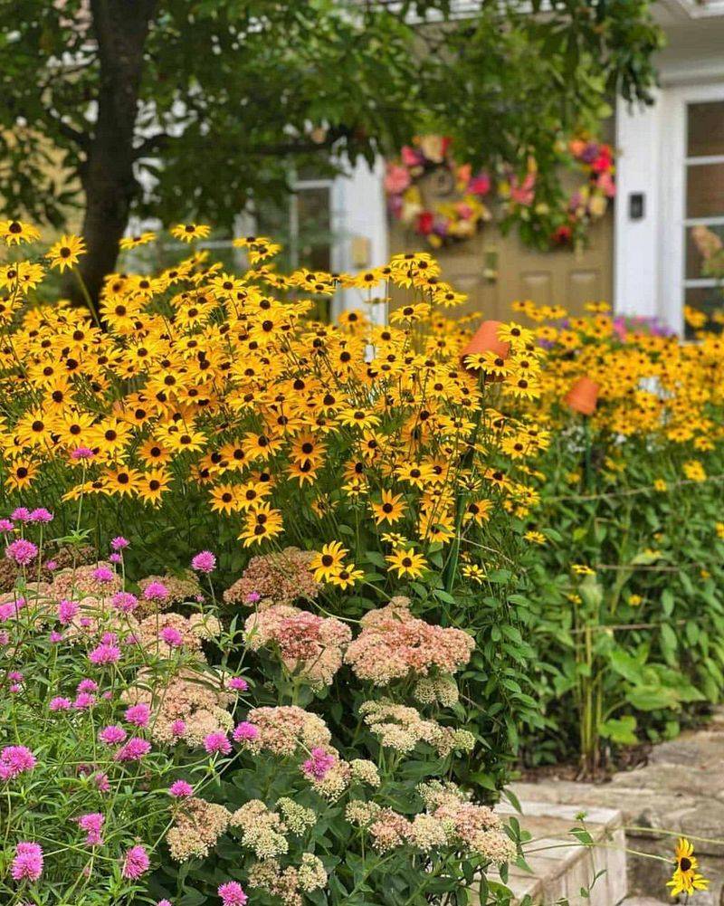 Black-Eyed Susan