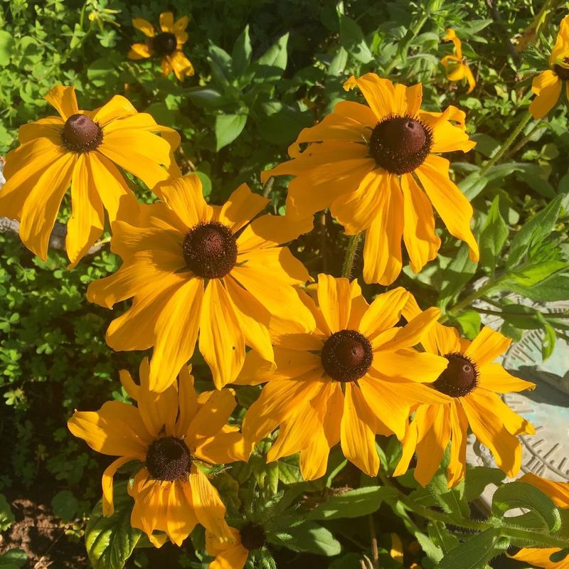 Black-Eyed Susan (Rudbeckia hirta)