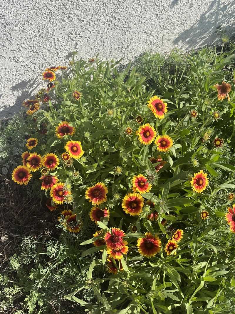 Blanket Flower (Gaillardia)