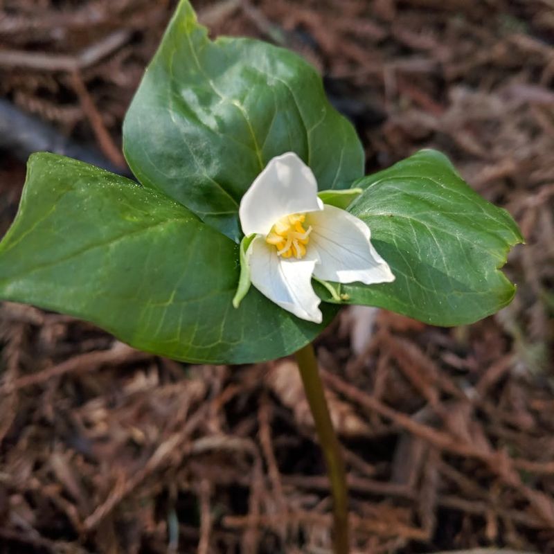 Trillium