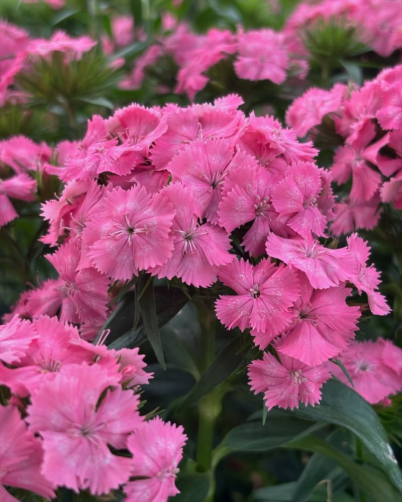 Sweet William (Dianthus barbatus)