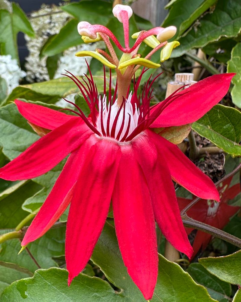 Red Passion Flower